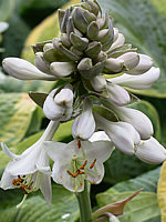 Klicken Sie auf die Vorschau, um das Vollbild zu sehen Hosta%20tokudama%20flavo-circinalis%2006.jpg