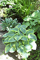 Klicken Sie auf die Vorschau, um das Vollbild zu sehen Hosta%20tokudama%20flavo-circinalis%2007.jpg