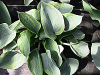 Klicken Sie auf die Vorschau, um das Vollbild zu sehen Hosta%20tokudama%20flavo-circinalis%2008.jpg