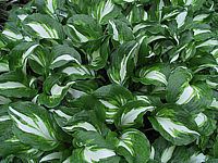 Klicken Sie auf die Vorschau, um das Vollbild zu sehen Hosta%20undulata%20Marginata%2001.JPG