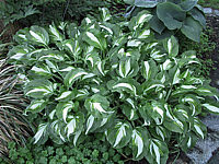 Klicken Sie auf die Vorschau, um das Vollbild zu sehen Hosta%20undulata%20Marginata%2002.jpg
