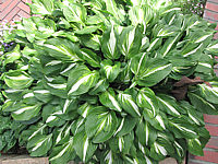 Klicken Sie auf die Vorschau, um das Vollbild zu sehen Hosta%20undulata%20Mediovariegata.JPG