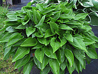 Klicken Sie auf die Vorschau, um das Vollbild zu sehen Hosta%20ventricosa%20Compacta%20001.JPG