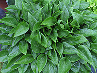 Klicken Sie auf die Vorschau, um das Vollbild zu sehen Hosta%20ventricosa%20Compacta%20002.JPG