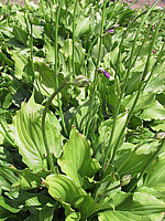 Klicken Sie auf die Vorschau, um das Vollbild zu sehen Hosta%20ventricosa%20Compacta%20003.jpg