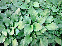 Klicken Sie auf die Vorschau, um das Vollbild zu sehen Hosta%20ventricosa%20Compacta%20004.JPG