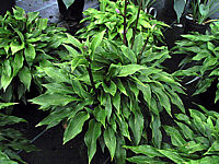 Klicken Sie auf die Vorschau, um das Vollbild zu sehen Hosta%20ventricosa%20Compacta%20005.jpg
