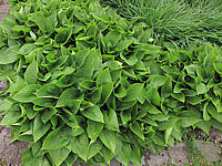 Klicken Sie auf die Vorschau, um das Vollbild zu sehen Hosta%20ventricosa%20Compacta%2001%20flaechig%202.JPG