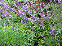 Klicken Sie auf die Vorschau, um das Vollbild zu sehen Hosta%20ventricosa%20Compacta%2001%20flaechig%20bluehend.JPG