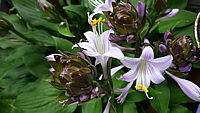 Hosta%20ventricosa%20Compacta%20Nana%20-%20Bluete%20004.JPG