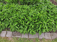 Hosta%20ventricosa%20Compacta%20Nana%20flaechig%201.JPG