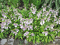 Hosta%20ventricosa%20Compacta%20Nana%20flaechig%20bluehend%2001.JPG