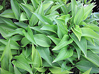Hosta%20ventricosa%20Compacta%20Nana%20junge%20Pflanzen.JPG