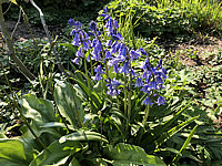 Hyacinthoides%20hispanica%2001%20(ev.%20Excelsior).JPG