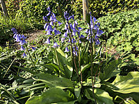 Hyacinthoides%20hispanica%2002.JPG