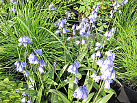 Hyacinthoides%20hispanica%20Excelsior.JPG