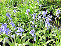 Hyacinthoides%20hispanica%20Excelsior1.JPG