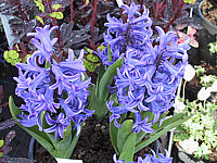Hyazinthus%20blau1.JPG