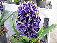 Hyazinthus%20dunkelviolett.JPG
