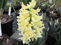 Hyazinthus%20gelb2.JPG