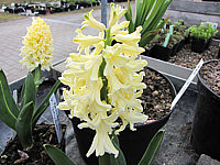 Hyazinthus%20gelb4.JPG