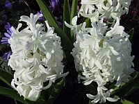 Hyazinthus%20weiss1.JPG