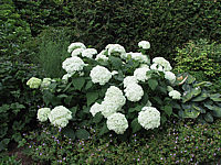 Hydrangea%20arborescens%20Annabelle%2001.JPG