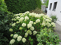 Hydrangea%20arborescens%20Annabelle%2001b.JPG