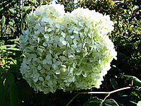Hydrangea%20arborescens%20Annabelle%2003.jpg