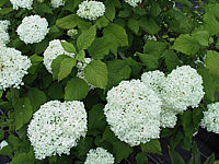 Hydrangea%20arborescens%20Annabelle%2005.jpg
