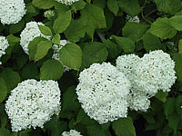 Hydrangea%20arborescens%20Annabelle%2006.jpg