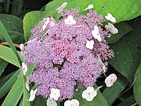 Hydrangea%20aspera%20Macrophylla%2003.JPG