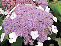 Hydrangea%20aspera%20Macrophylla%2004.JPG