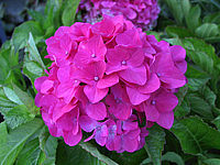 Hydrangea%20macrophylla%20Amsterdam%2001.jpg