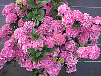 Hydrangea%20macrophylla%20Amsterdam%2002.JPG