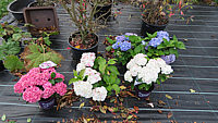 Hydrangea%20macrophylla%20Endless%20Summer%20-%20Ende%20Oktober%20noch%20bluehend.JPG