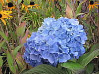 Hydrangea%20macrophylla%20Endless%20Summer%20blau.JPG