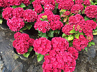 Hydrangea%20macrophylla%20Hot%20Red.JPG