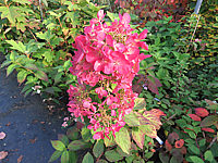 Hydrangea%20paniculata%20Diamond%20Rouge%20001.JPG