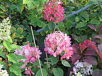 Hydrangea%20paniculata%20Diamond%20Rouge%20002.JPG