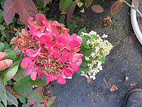 Hydrangea%20paniculata%20Diamond%20Rouge%20003.JPG