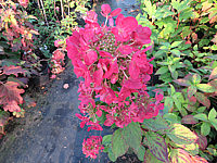 Hydrangea%20paniculata%20Diamond%20Rouge%20004.JPG