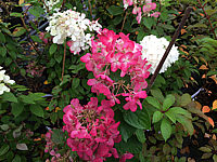 Hydrangea%20paniculata%20Diamond%20Rouge%20005.JPG
