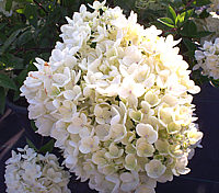 Hydrangea%20paniculata%20Grandiflora%2001.jpg