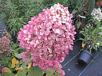 Hydrangea%20paniculata%20Grandiflora%20verblueht.JPG