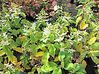 Hydrangea%20paniculata%20Levana%20-%20verblueht%201.JPG