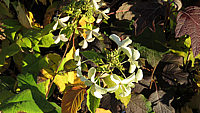 Hydrangea%20paniculata%20Levana%20-%20verblueht%202.JPG