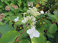 Hydrangea%20paniculata%20Levana%20kleine%20Nachbluete.JPG