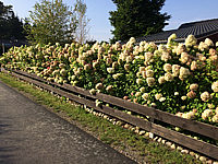 Hydrangea%20paniculata%20Limelight%20als%20Hecke%2001.JPG