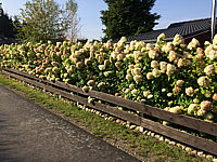 Hydrangea%20paniculata%20Limelight%20als%20Hecke%2002.JPG